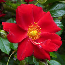 RED MIRATO